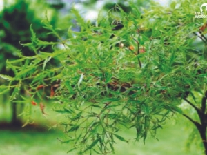 Nước lá đinh lăng tốt nhưng không phải uống thế nào cũng tốt